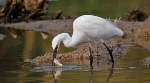 白鹭的财产 白鹭的财产