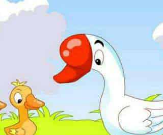 大白鹅和小黄鸭 大白鹅和小黄鸭