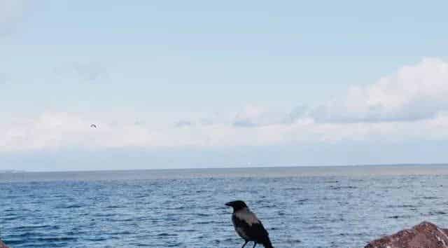 想看大海的小鸽子