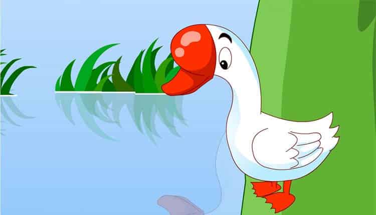 鹅大哥出门 鹅大哥出门