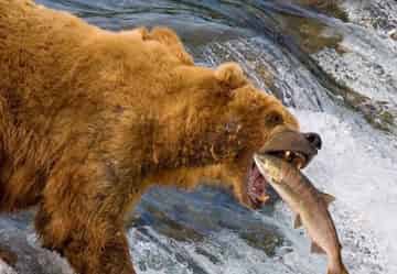 狗熊抓鱼 狗熊抓鱼