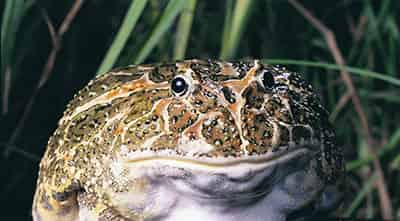 蛤蟆的外套 蛤蟆的外套