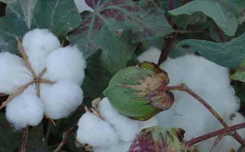 会唱歌的棉花 会唱歌的棉花