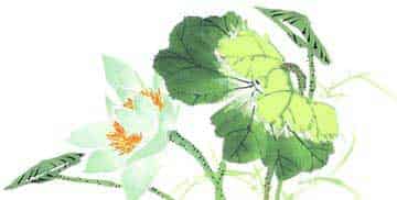 小荷花找朋友 小荷花找朋友