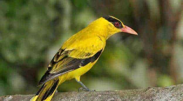 初次离开妈妈的黄鹂鸟 初次离开妈妈的黄鹂鸟