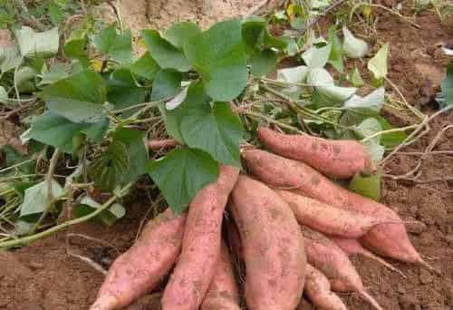 他冒死带走一根藤，奠定了康乾盛世