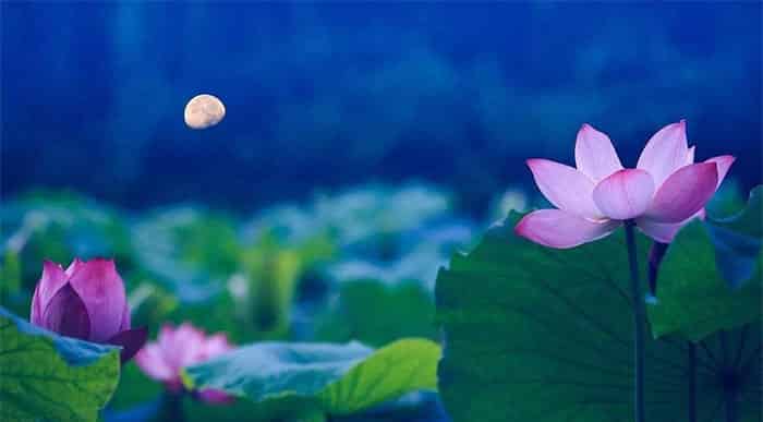 荷塘演奏会 荷塘演奏会