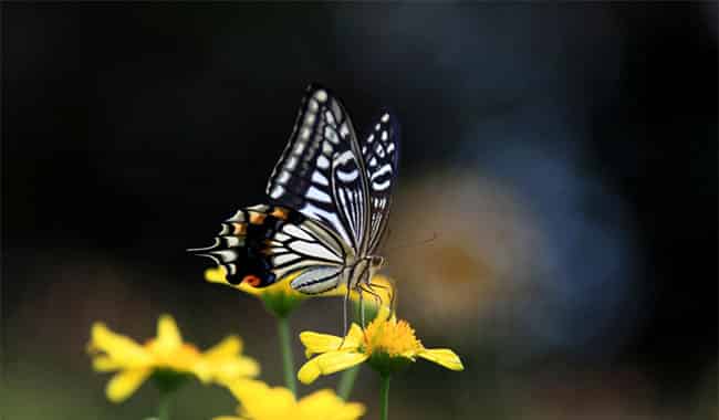 月光下的舞蹈 月光下的舞蹈