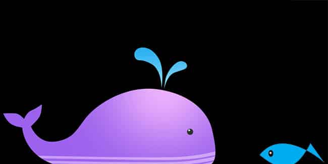 鲸和小鱼 鲸和小鱼