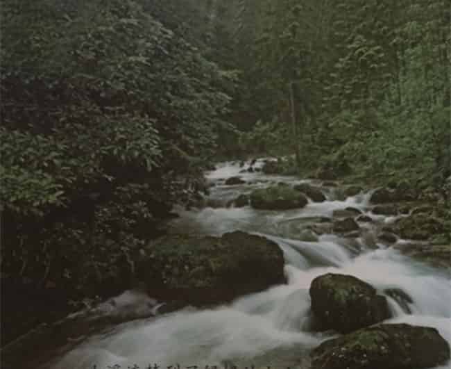 绿色的梦 绿色的梦