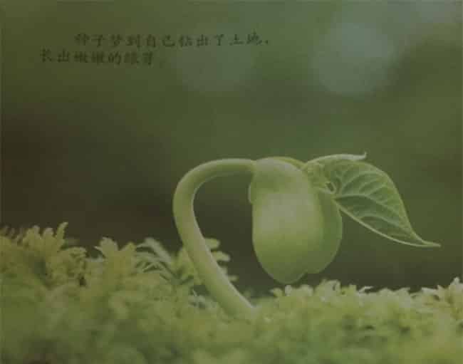 绿色的梦 绿色的梦