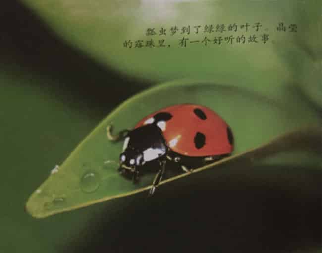 绿色的梦 绿色的梦