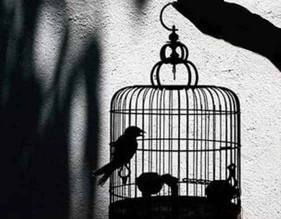 笼中鸟 笼中鸟