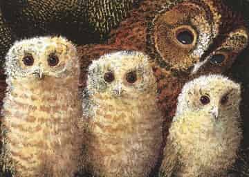 猫头鹰宝宝 猫头鹰宝宝