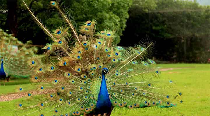 后悔的孔雀 后悔的孔雀