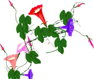 种子和花朵 种子和花朵