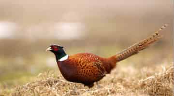 爱发议论的山鸡 爱发议论的山鸡