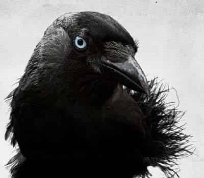 爱发议论的山鸡 爱发议论的山鸡