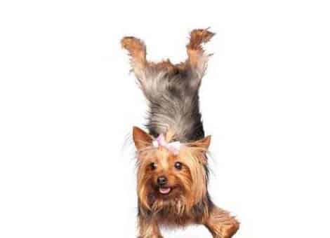 小动物去郊游 小动物去郊游