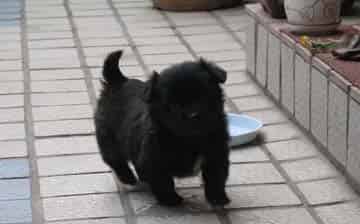 小黑狗真棒 小黑狗真棒