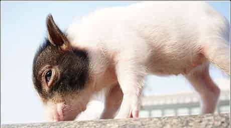 偷吃西瓜的小猪 偷吃西瓜的小猪