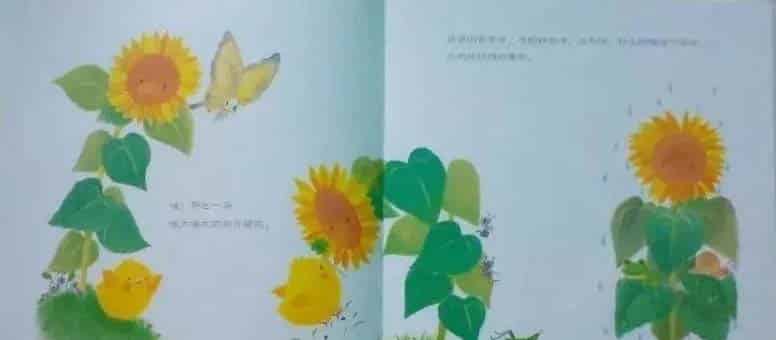 小鸡球球和向日葵 小鸡球球和向日葵