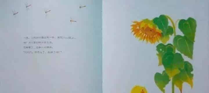 小鸡球球和向日葵 小鸡球球和向日葵