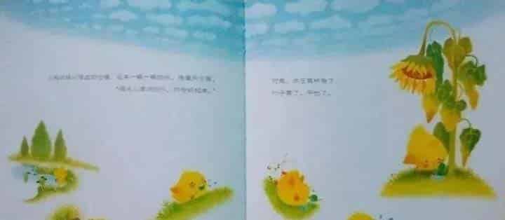 小鸡球球和向日葵 小鸡球球和向日葵