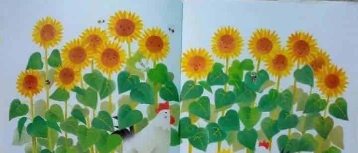 小鸡球球和向日葵 小鸡球球和向日葵