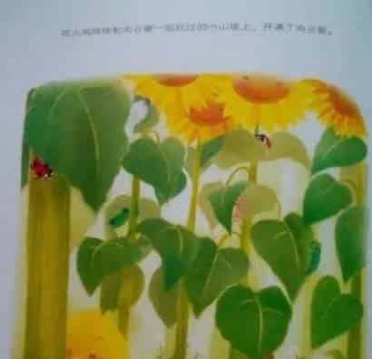 小鸡球球和向日葵 小鸡球球和向日葵