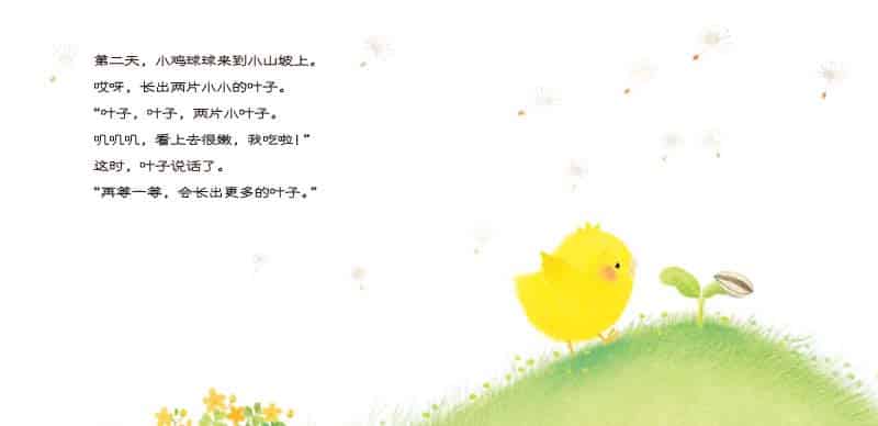 小鸡球球和向日葵 小鸡球球和向日葵