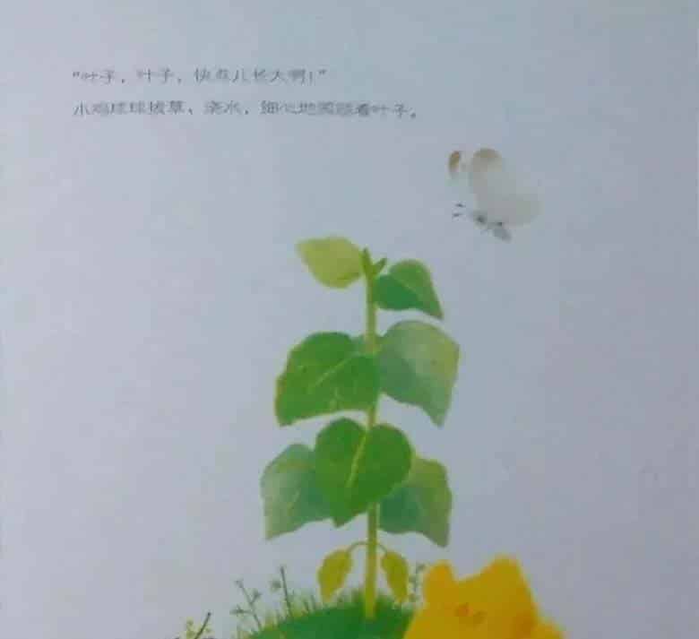 小鸡球球和向日葵 小鸡球球和向日葵