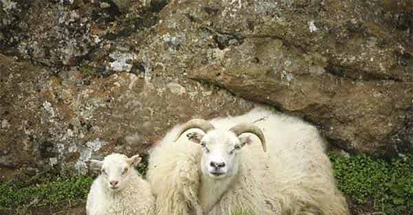 爷爷要来了 爷爷要来了