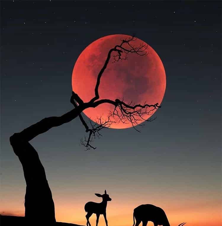 坐在树杈上的月亮 坐在树杈上的月亮