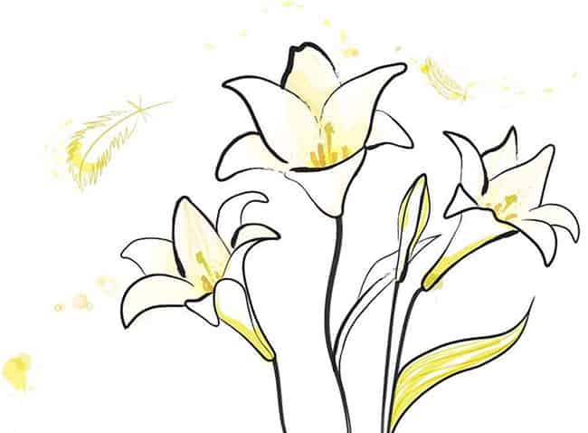 狐狸笨笨的百合花原野