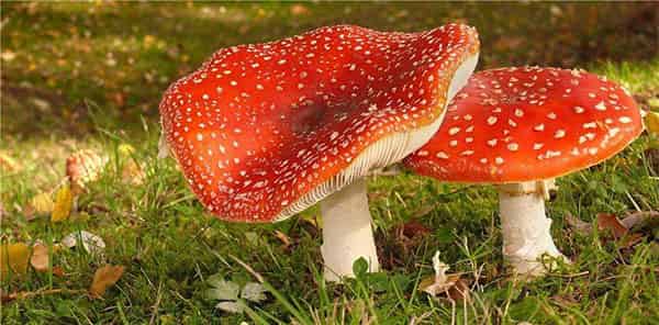 长斑点的蘑菇