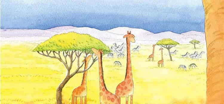 一只考拉熊的故事