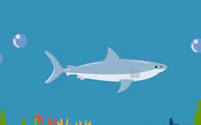 与大白鲨擦肩而过