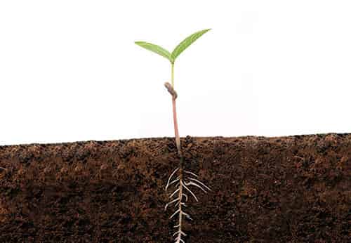 豆苗姑娘的体检单