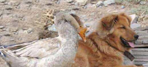 长羽毛的看门狗