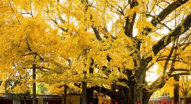 七搂八揸一媳妇