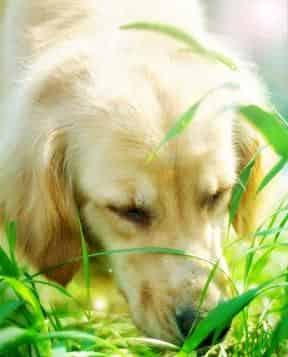 狗老弟吃草