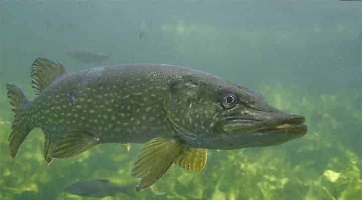 海豚先生的奖牌