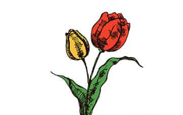 国王的花