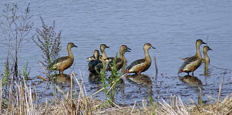 陷阱里失踪的鸭子