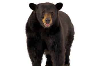 黑熊的教训