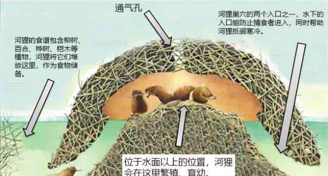 河狸妈妈的好邻居 河狸妈妈的好邻居