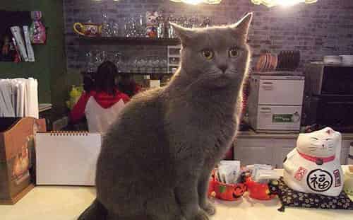 灰猫小店