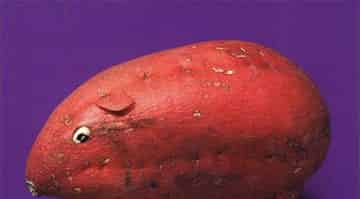 红鼻鼠的魔法种子 红鼻鼠的魔法种子