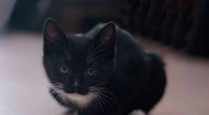会说话的猫